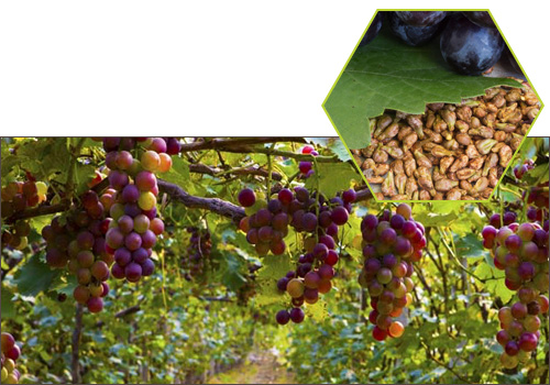 semillas de uva